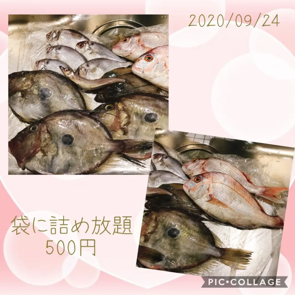 #全部で500円#バトウ#連子鯛（よく太ってる）#カレイ#沖ギス#名前を訊いて忘れた魚（塩焼きが美味しいと）|みすてりあすゆっこさん