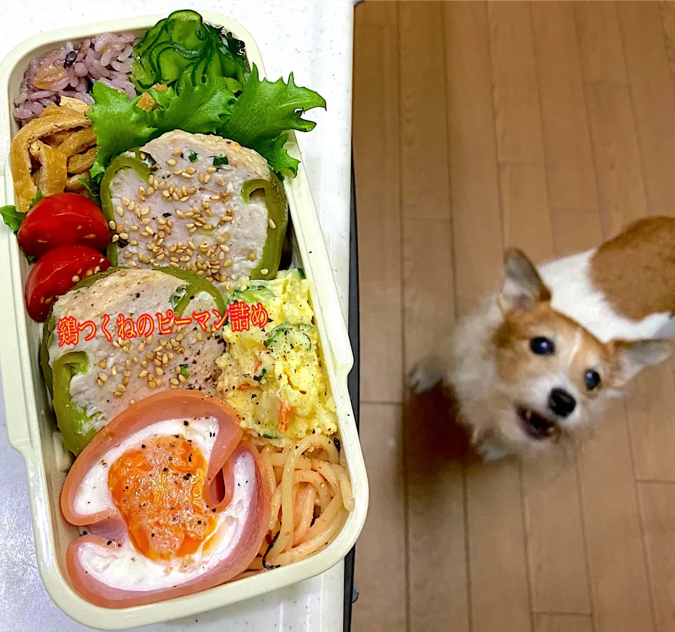 Snapdishの料理写真:ピーマン肉詰め弁当|cafe3733さん