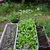 Snapdishの料理写真:ご近所さんが 持ってきてくれた野菜の苗です〰️❤️|ちかっちさん