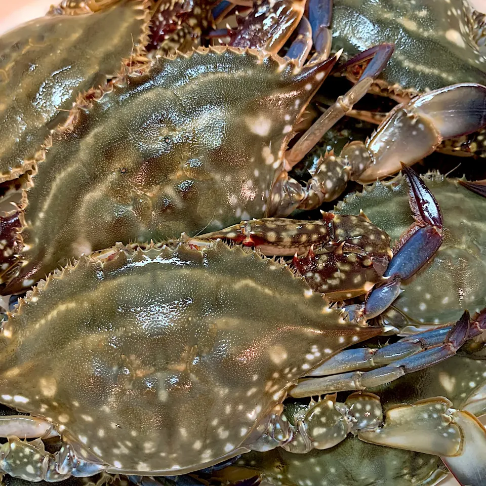 Snapdishの料理写真:渡り蟹🦀朝市🦀モゾモゾ動いてるー🦀|いちごさん