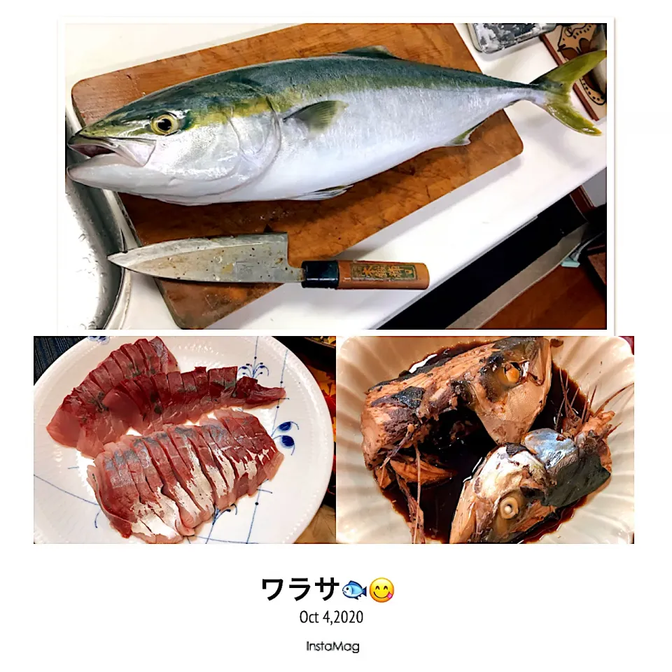 今日は良い天気でした🐟😋「ワラサ」釣りたて〜|アライさんさん