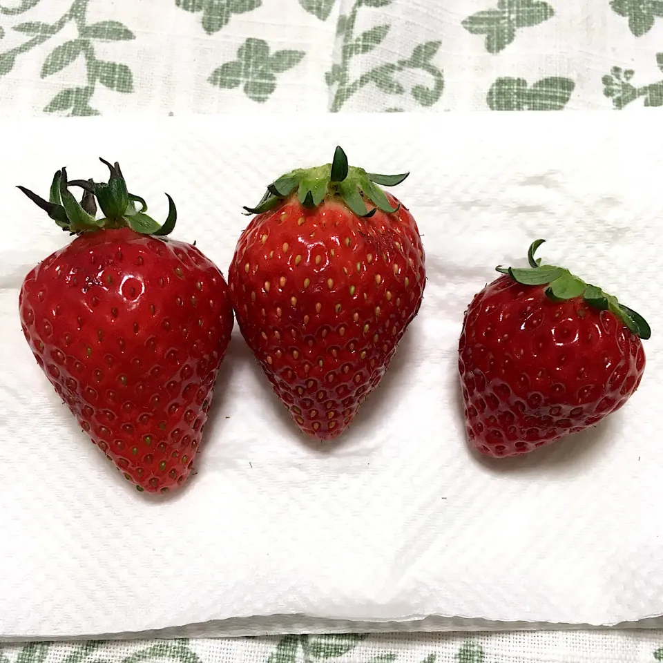 Snapdishの料理写真:よつぼし🍓 @いっけっ家のいちご|こいちさん