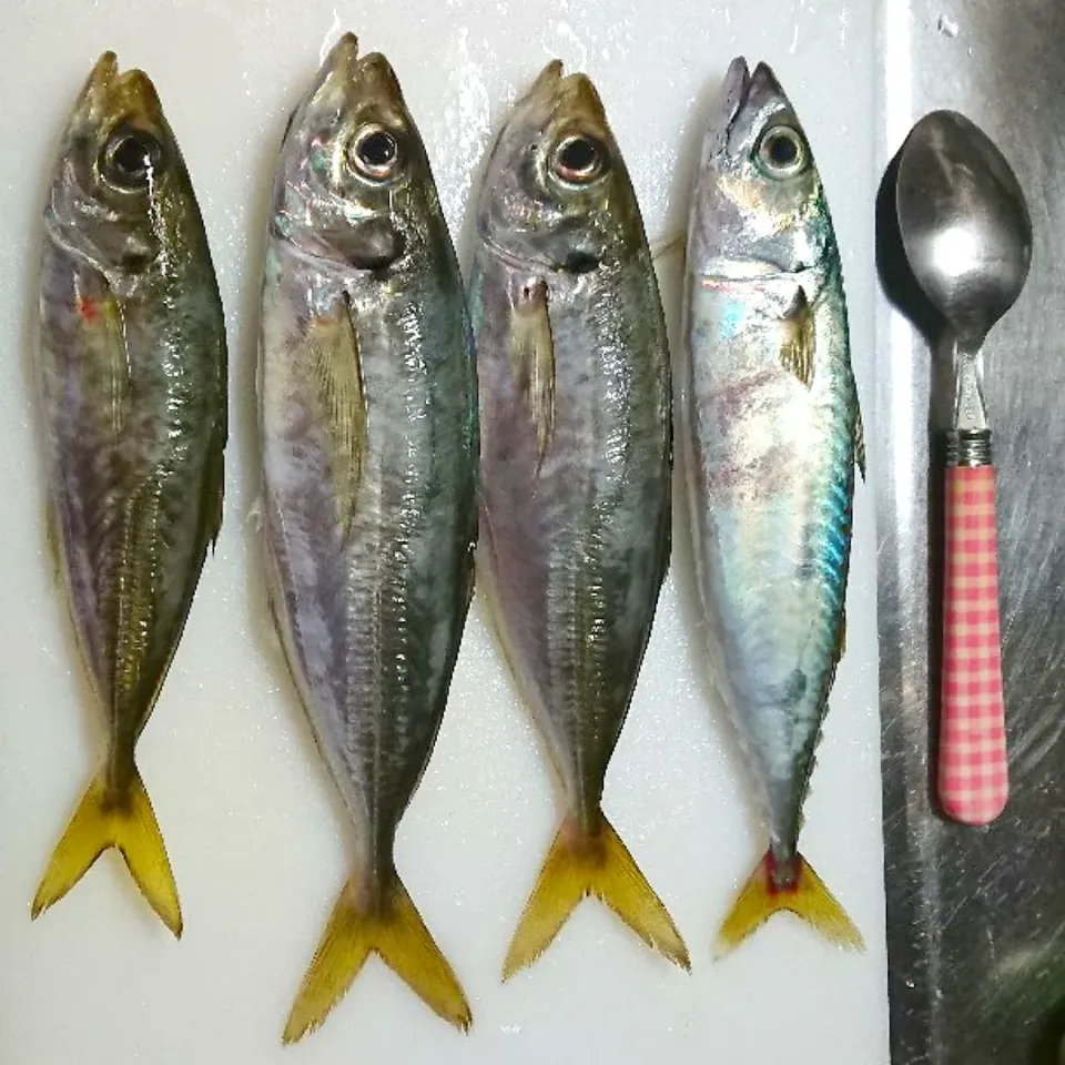 22センチのアジとサバが釣れました🐟
明日はお刺身🎶|ゆっこさん