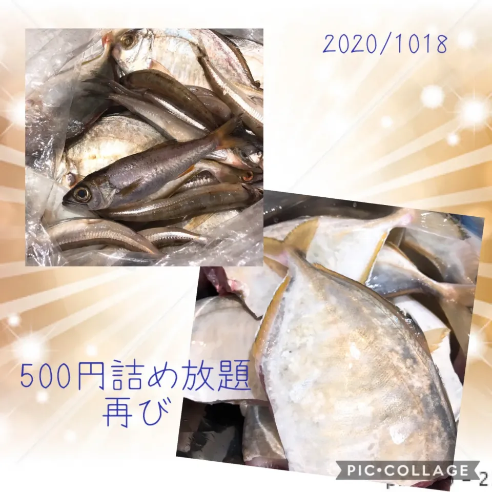 #前回塩焼きで食べた魚#美味しかった魚🐟#名前が…#鯵と鯛を足したような魚🐟#沖ギス23尾#黒むつ1尾#名も知らぬ美味しい魚🐟7尾|みすてりあすゆっこさん