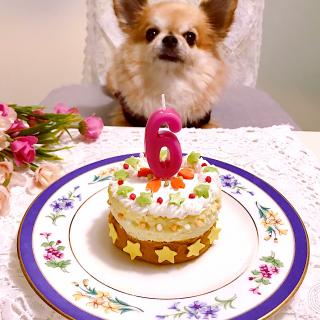 犬用お誕生日ケーキのレシピと料理アイディア25件 Snapdish スナップディッシュ