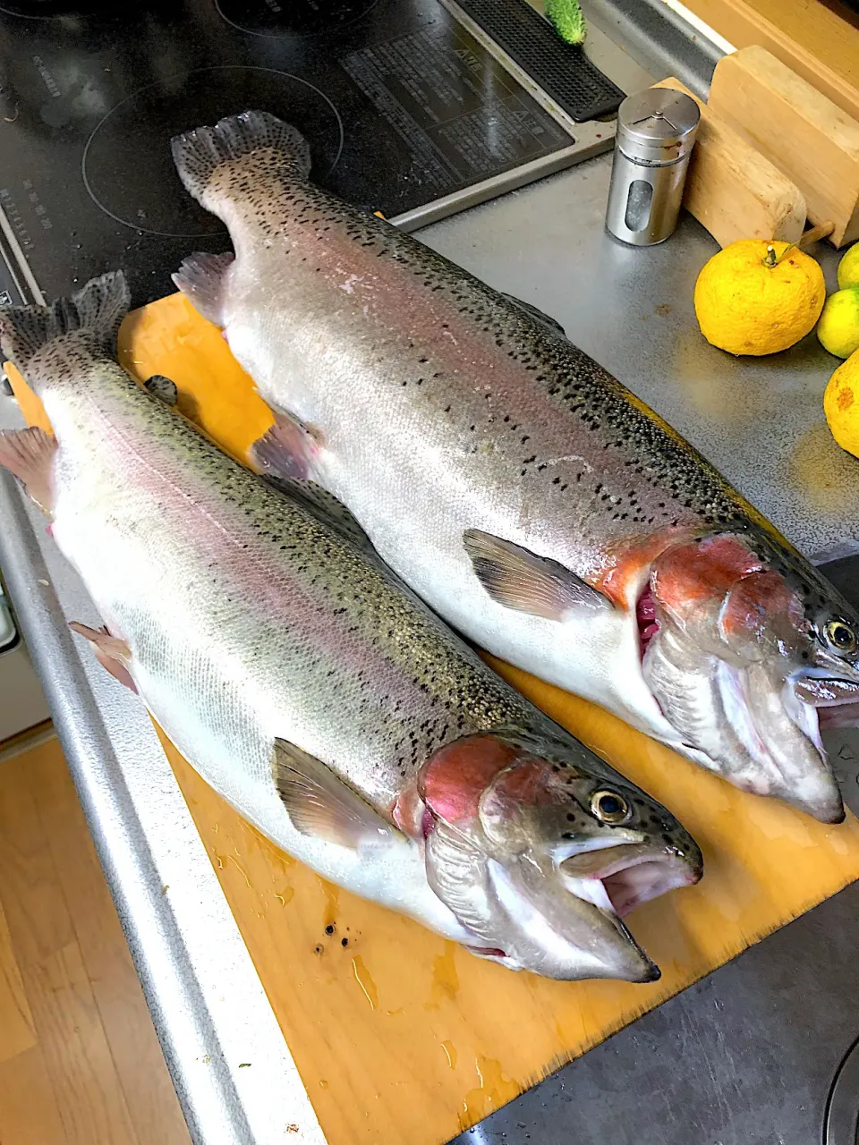 管理釣り場の大虹鱒　下が50cm.上が60cm|小次郎さん