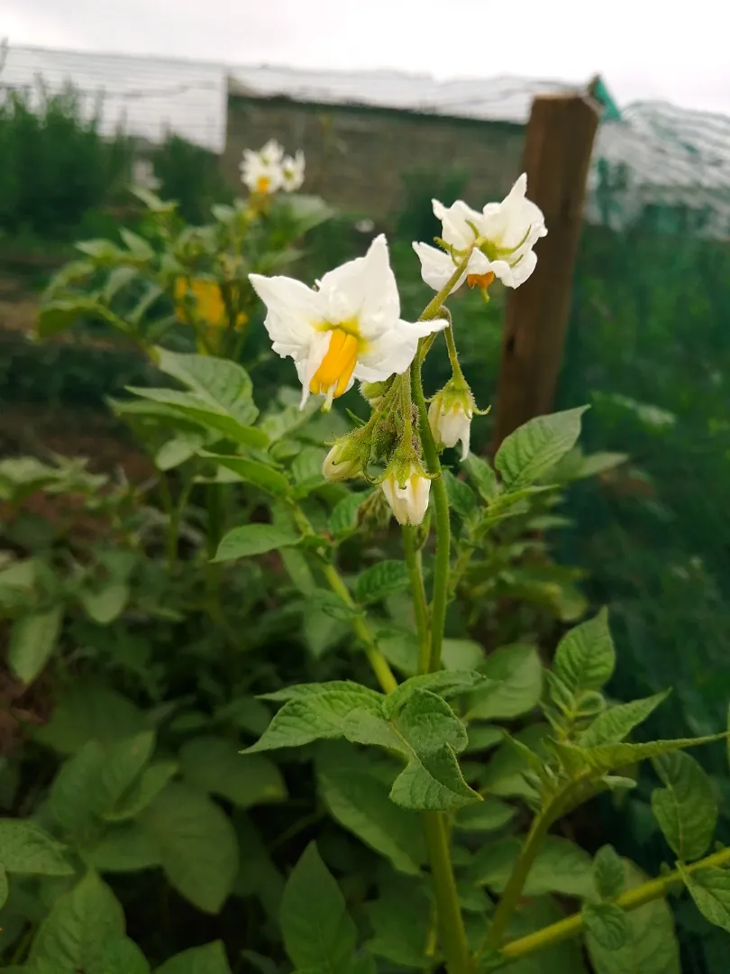 Flowering potato plant|Deeさん