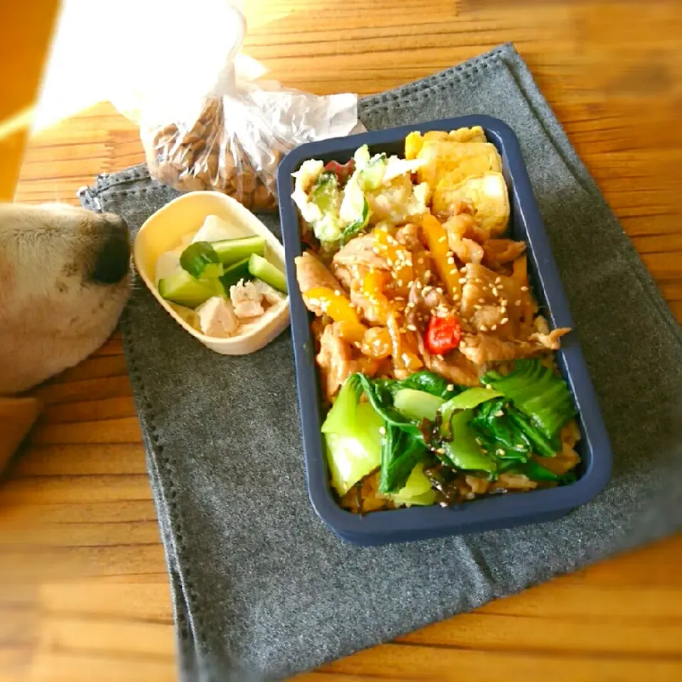 今日のお弁当 11/21|ふ〜たん**さん