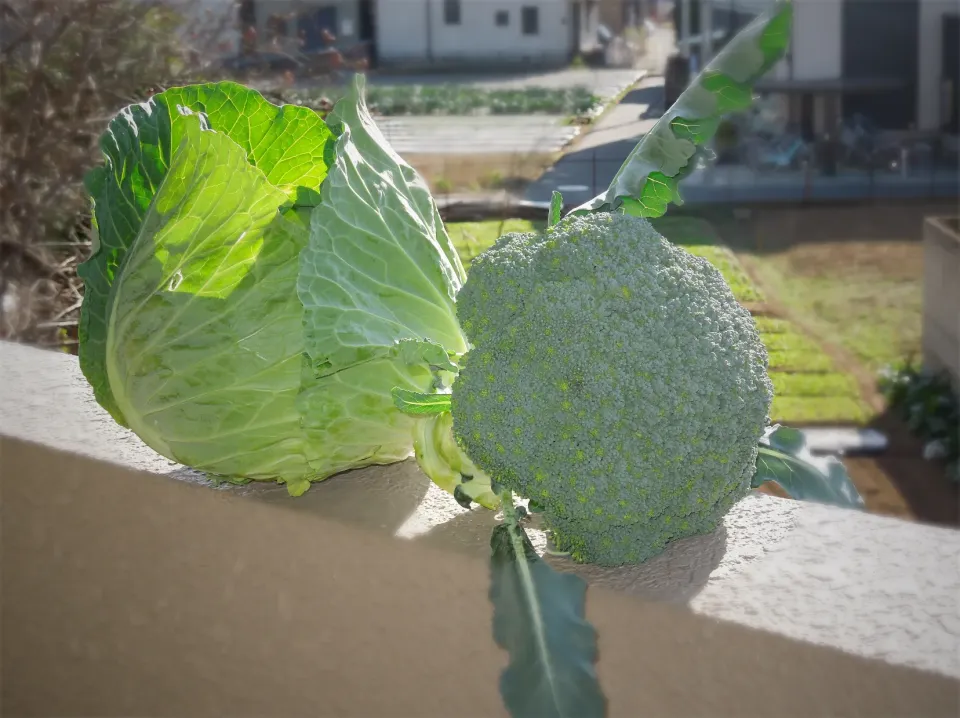 Snapdishの料理写真:朝採り野菜のブロッコリーとキャベツ                  どちらも巨大！^_^|Takeshi  Nagakiさん