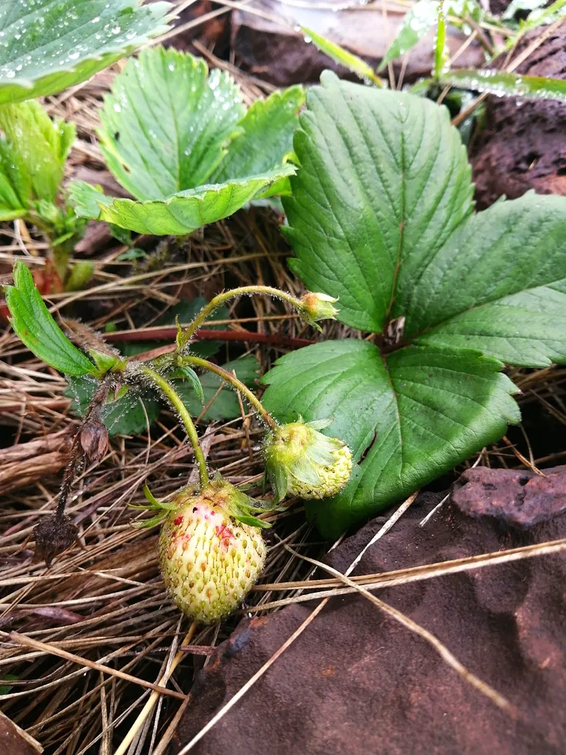 Snapdishの料理写真:Strawberries|Deeさん