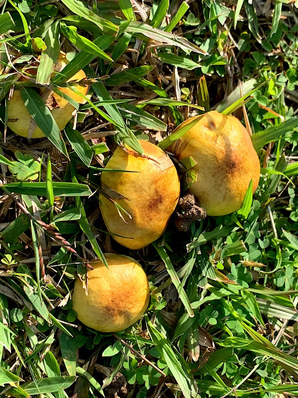 Snapdishの料理写真:芝生に🍄🍄🍄|dabasyuさん