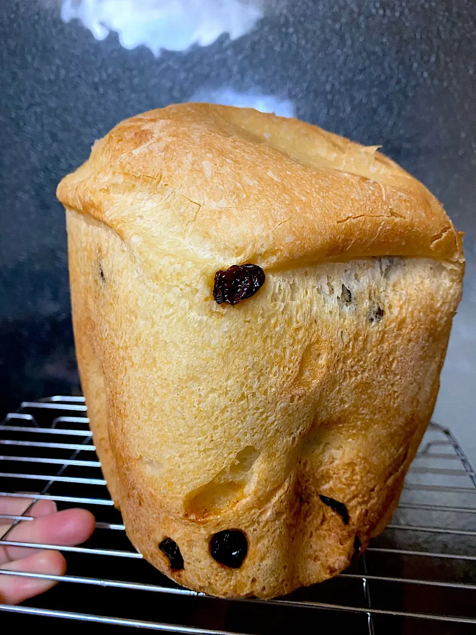 ＨＢで天然酵母のレーズン食パン🍞|1614さん