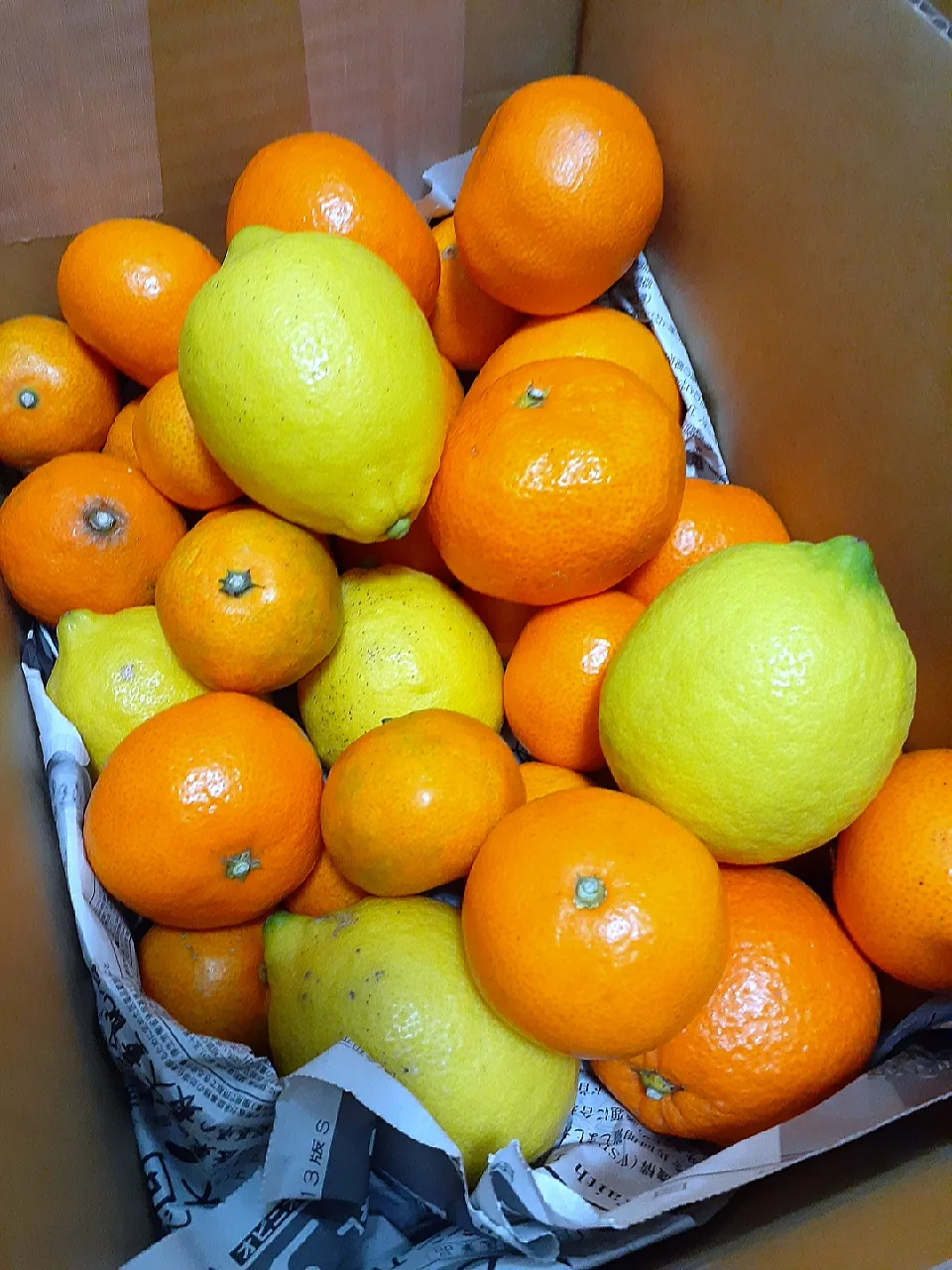 🔷広島県因島の無農薬🍊みかん🍋レモン🔷|@きなこさん