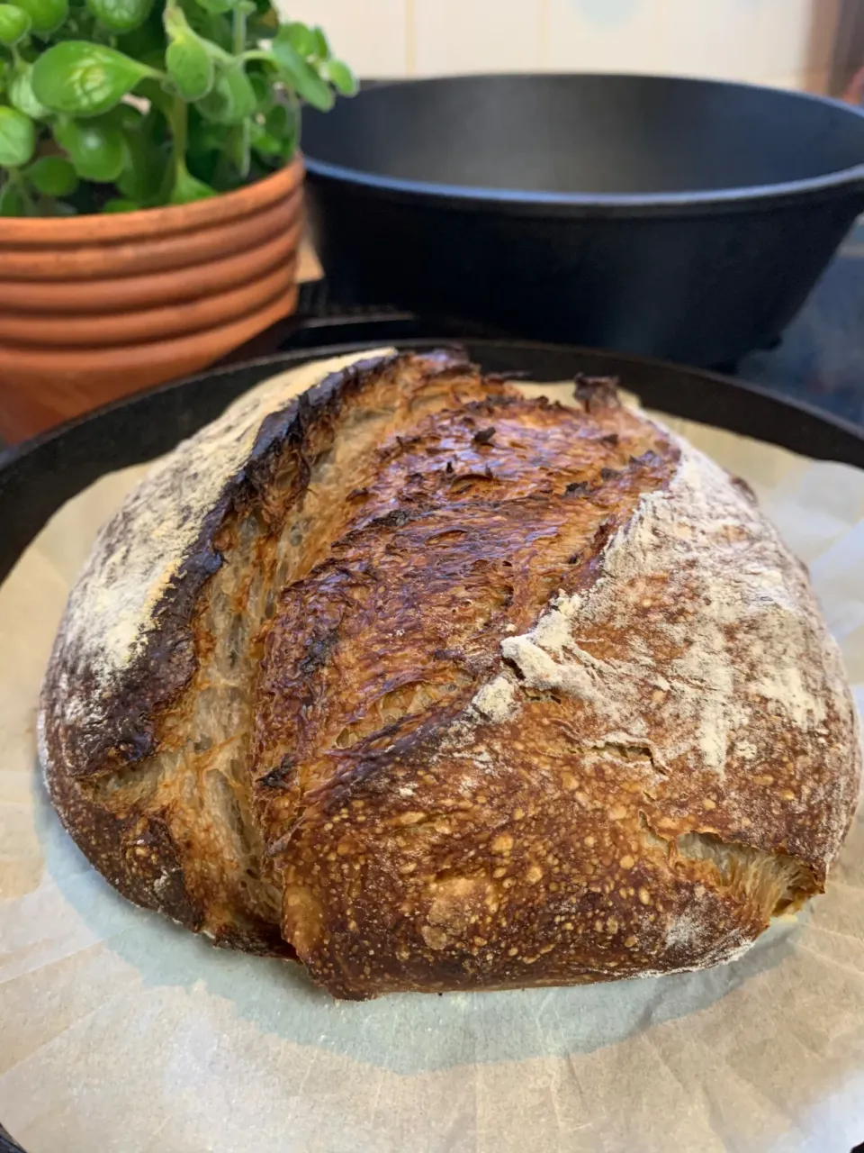 2021 the first bake, Caraway Rye Sourdough(1)|gonbenさん