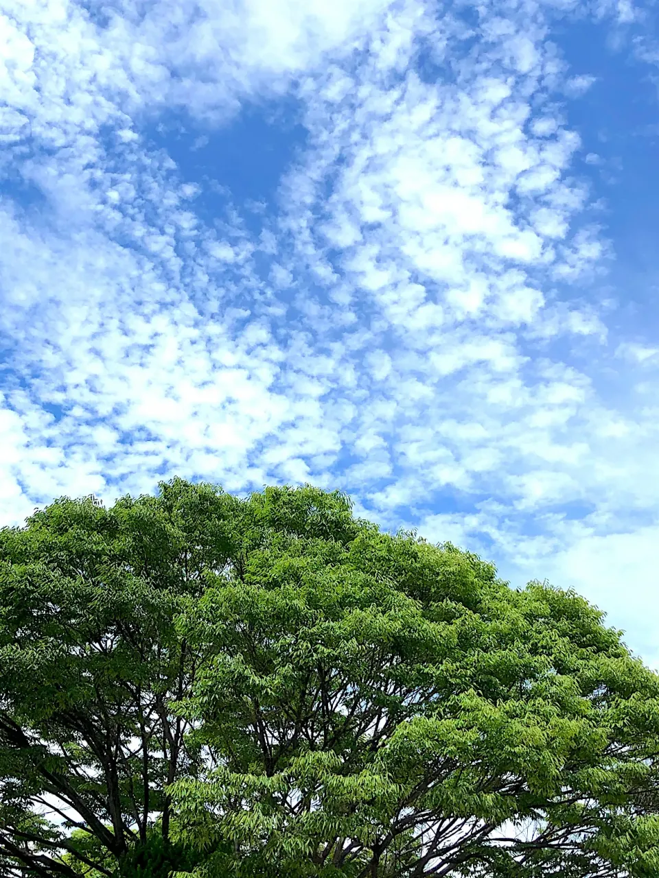 昨年の春、ハートの雲に出会いました。|かずさん