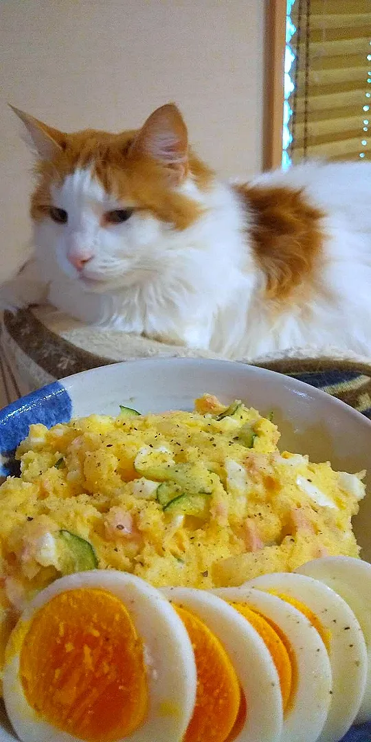 ゆで卵たっぷりのポテトサラダ🥔♪|さくらんぼさん