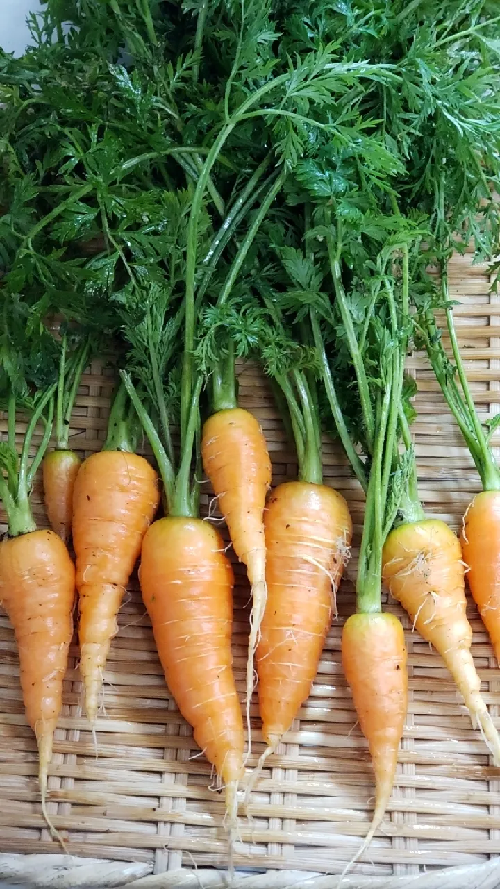 Snapdishの料理写真:家採れ野菜「ミニキャロット🥕🥕」|tdlemonさん