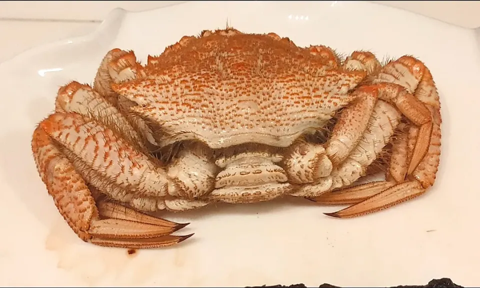 くり蟹🦀|つるぎだけさん