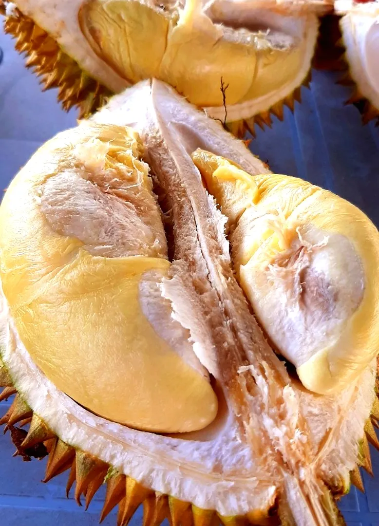 Durian 🥰|ģřãçîöůşさん