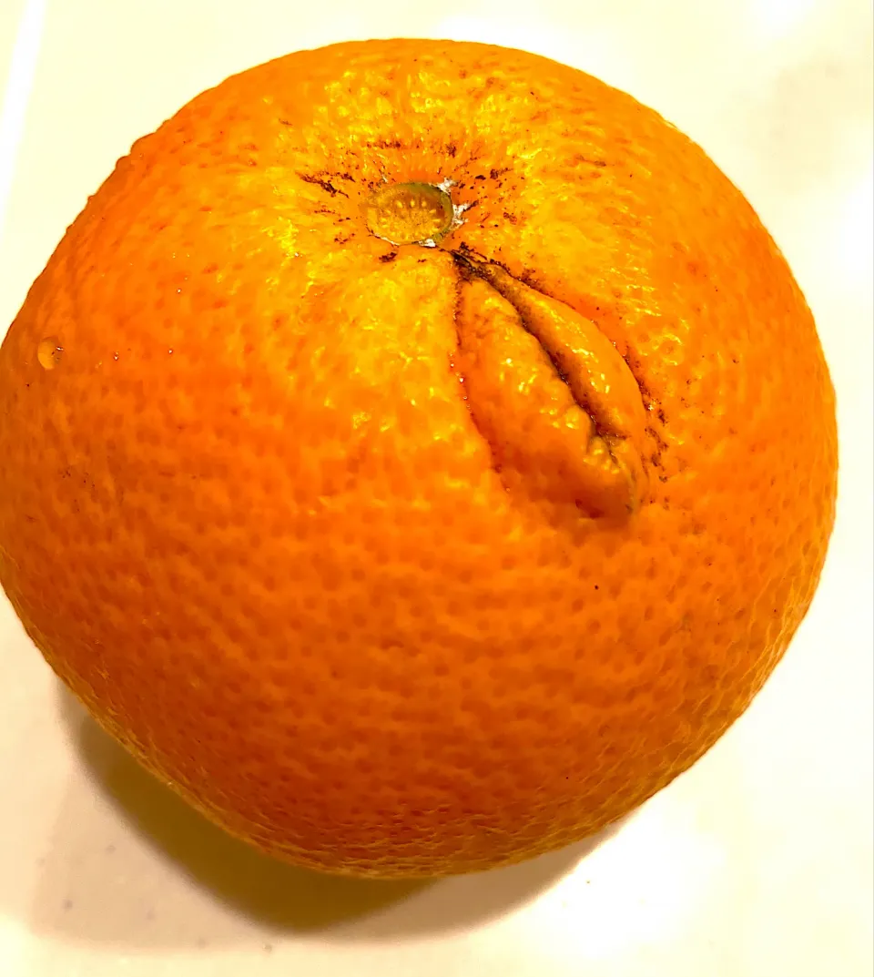 お庭のはっさく🍊葉っぱ模様があるょ❣️😳|みうのすけさん