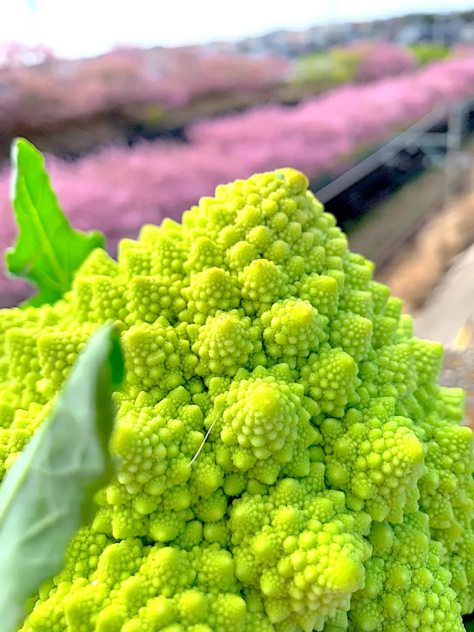 Snapdishの料理写真:河津桜にロマネスコ|シュトママさん