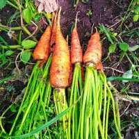 Snapdishの料理写真:Carrot|Deeさん