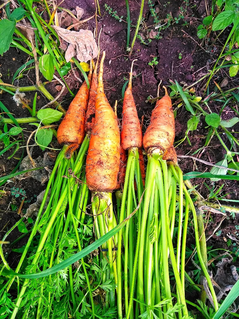 Carrot|Deeさん