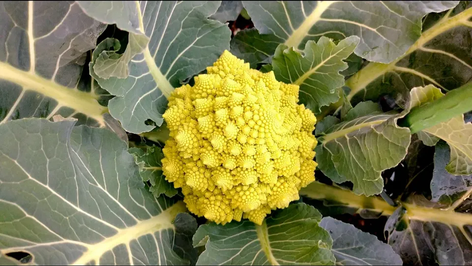 家庭菜園🌱ロマネスコ 収穫しました|卯月さん