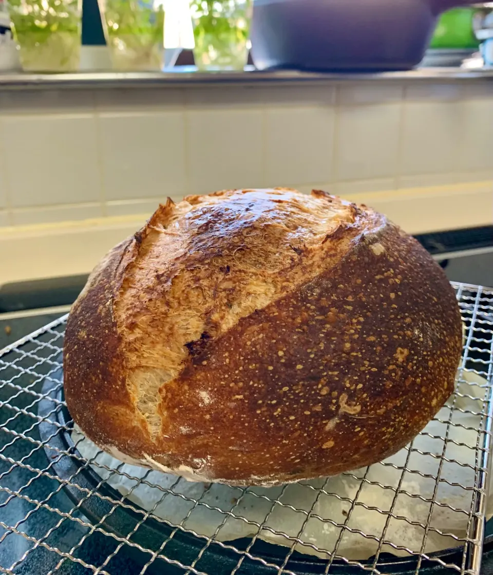 Cilantro Sourdough Country Loaf|gonbenさん