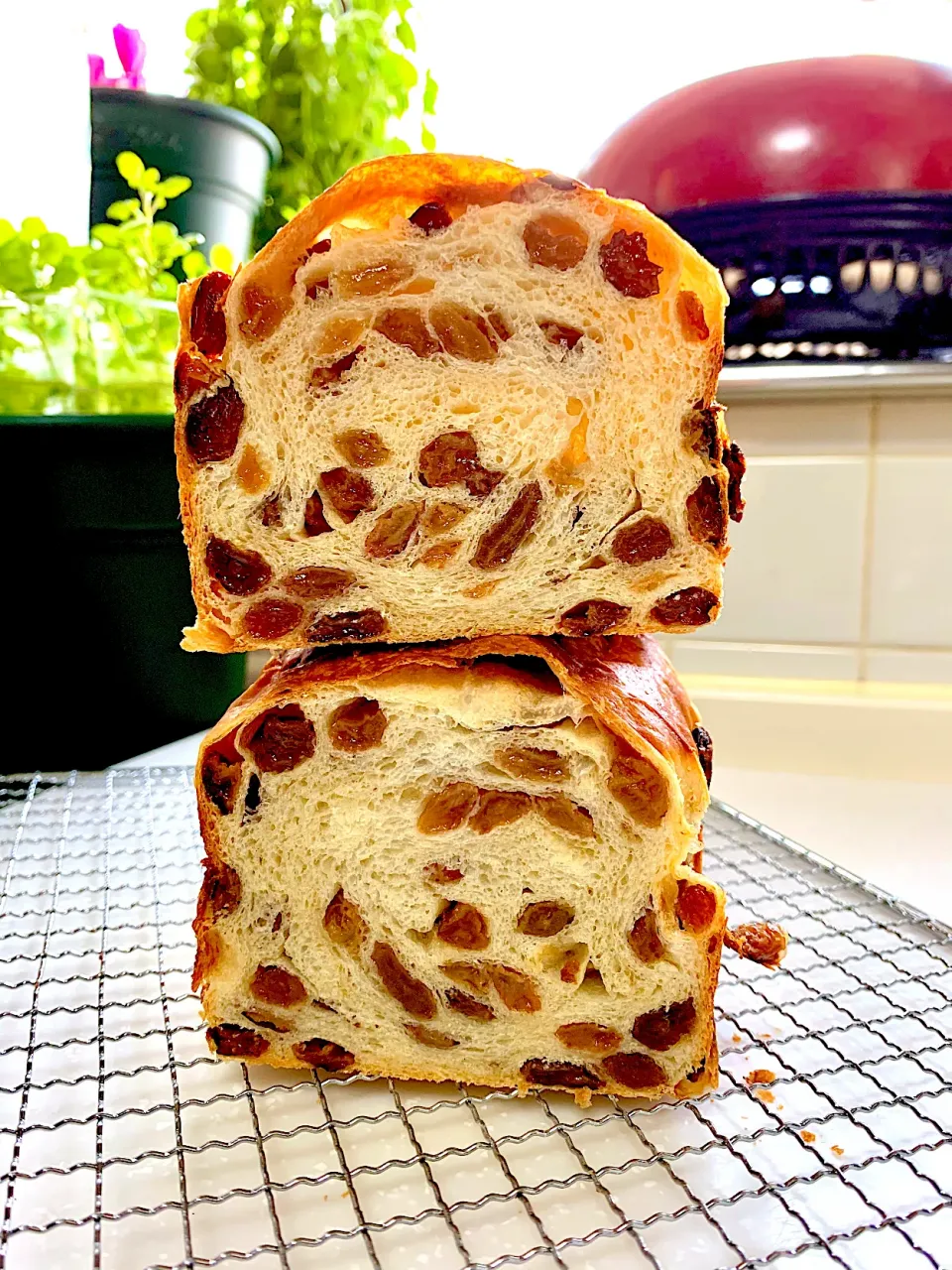 Soft Sourdough Raisin Bread|gonbenさん