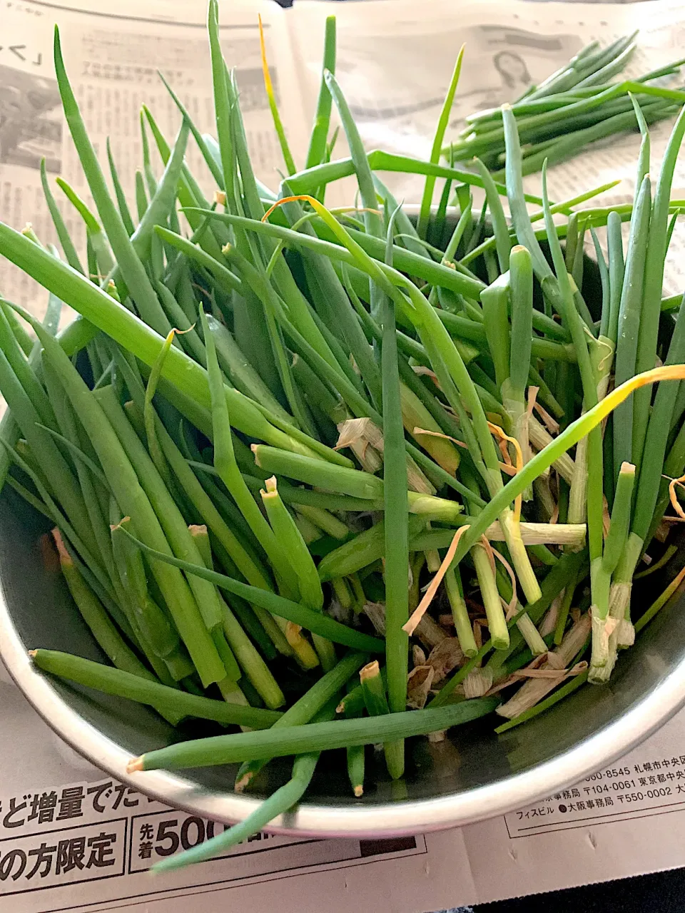 ベランダ菜園　ネギの間引き|シュトママさん