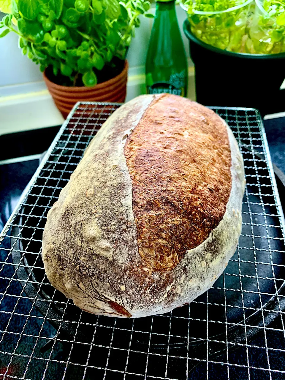 Caraway Rye Sourdough Bread|gonbenさん