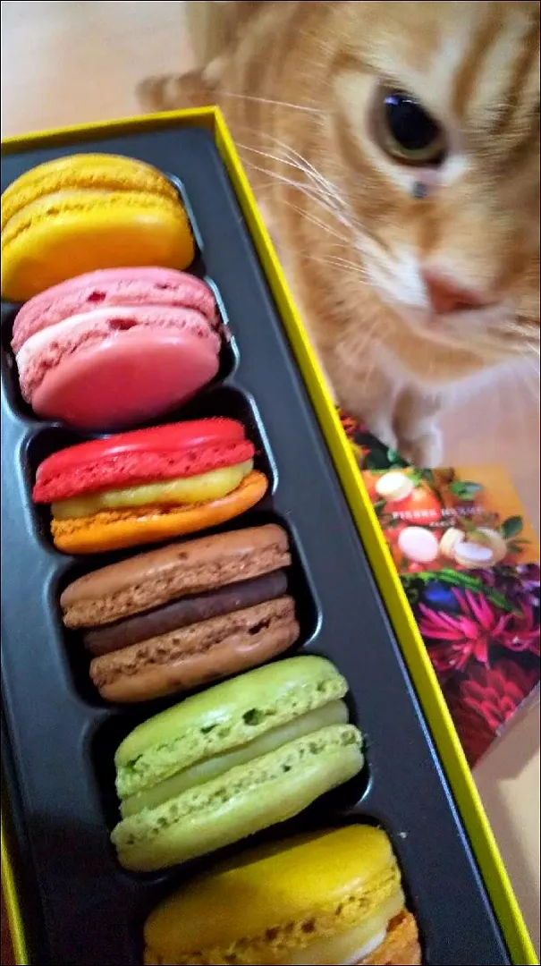 Snapdishの料理写真:ピエール・エルメmacaroon💜💚💛美味しい✨|さくらんぼさん