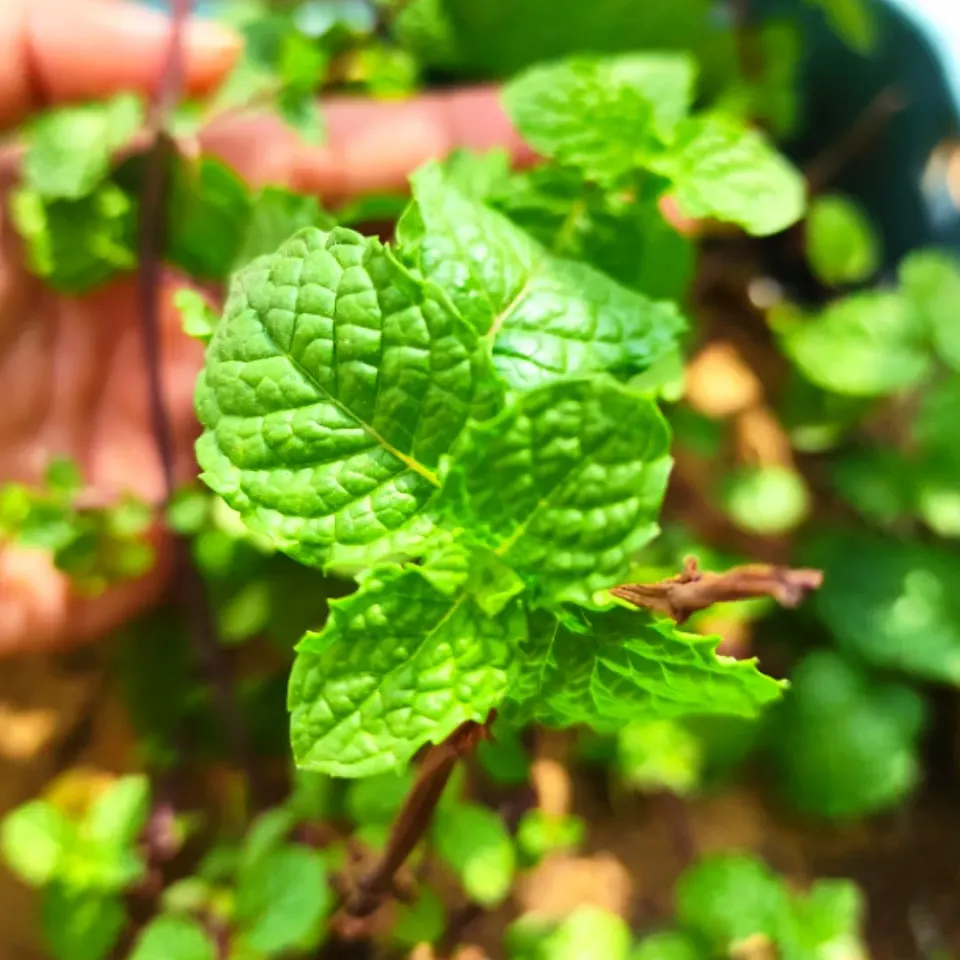 Fresh Mint 
my kitchen garden 🤩|TJ Foodsさん