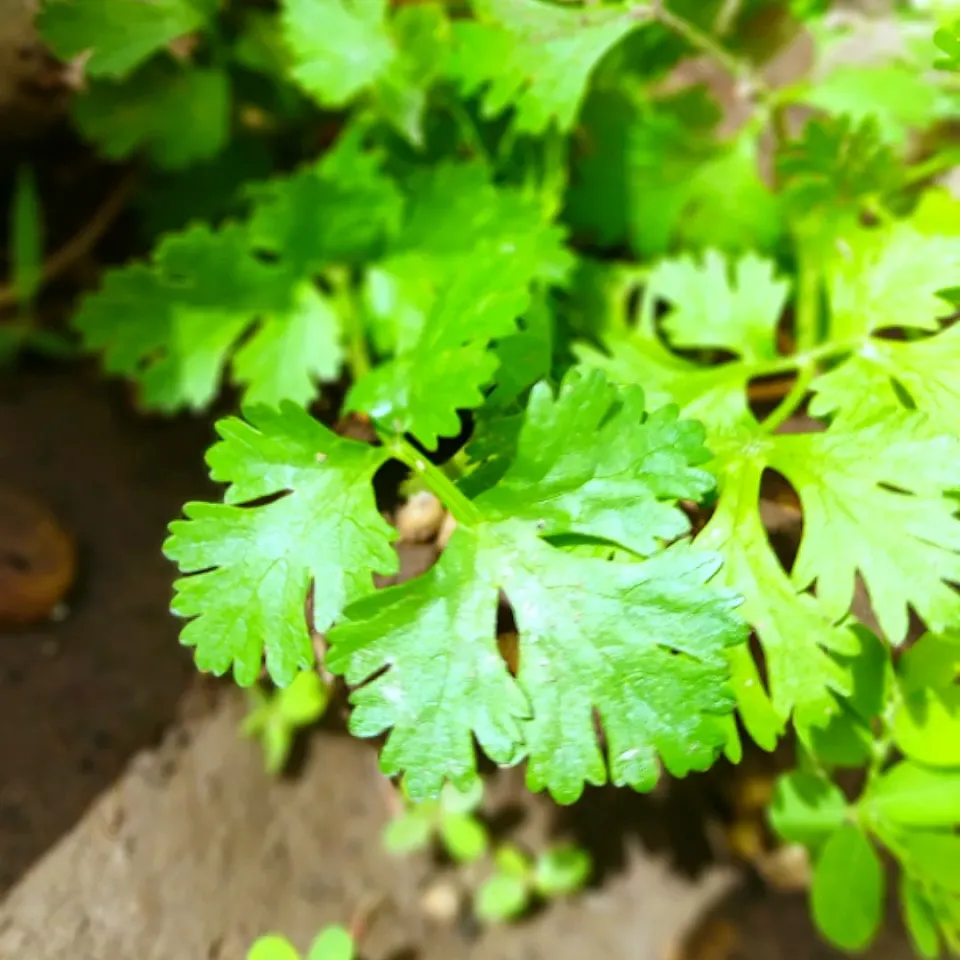 Snapdishの料理写真:Fresh Coriander leaves|TJ Foodsさん