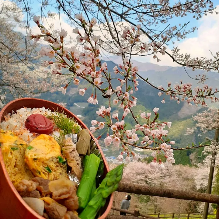 お花見弁当🌸|ゆっこさん