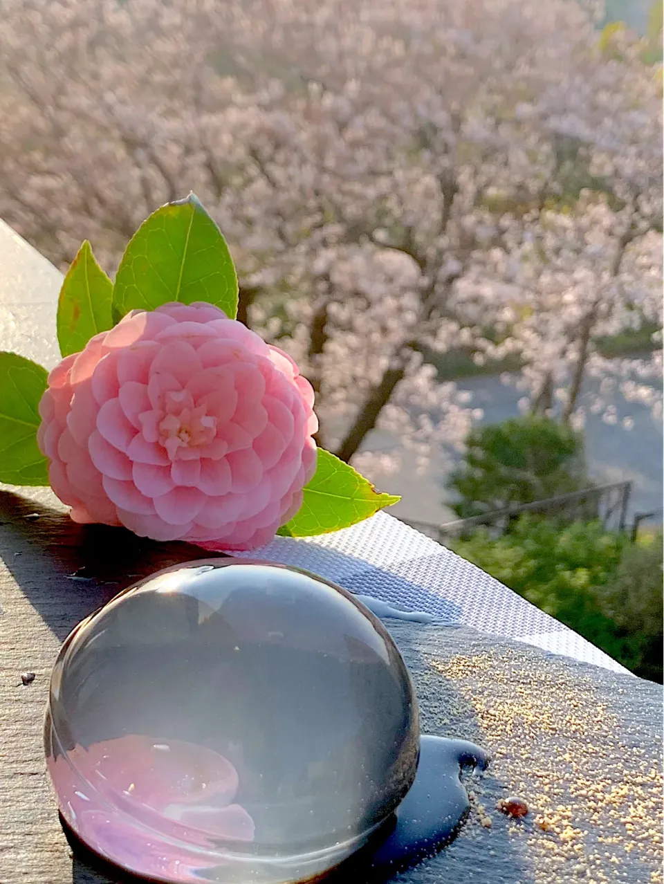 マリンさんの料満開の桜の中で🌸水信玄餅|シュトママさん