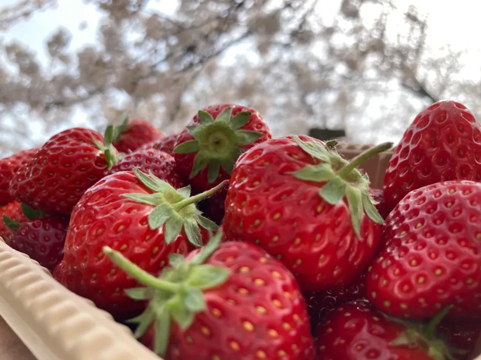 ＊満開の桜といちご🍓🌸＊|＊抹茶＊さん