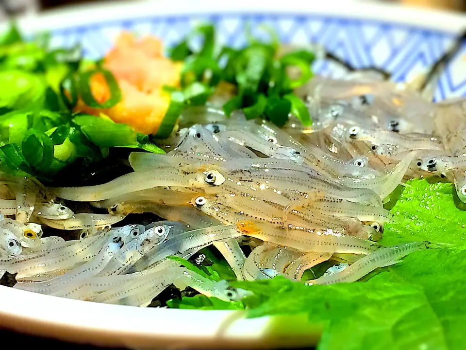 生シラス丼|パパ氏さん