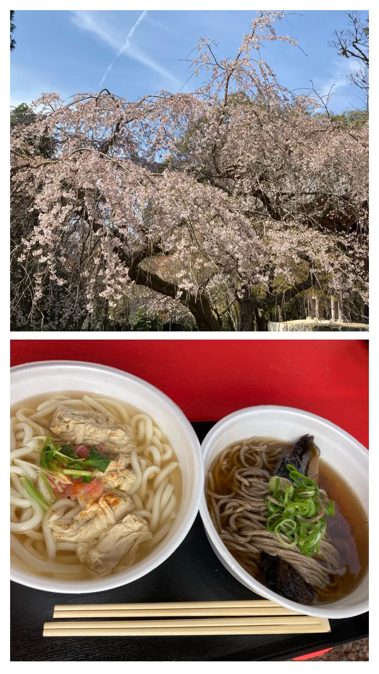 3月27日お昼ご飯。西国三十三所巡り11番札所。桜満開の醍醐寺で湯葉うどんとにしんそば。まさかの御朱印待ちで1時間😅|あやさん