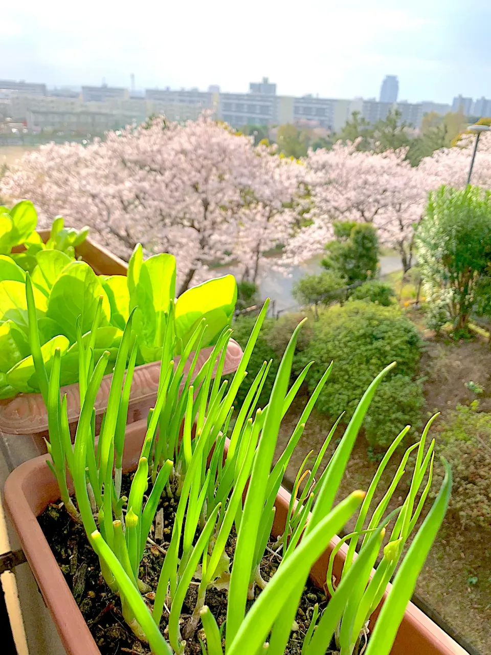 ベランダ栽培　青梗菜と味噌汁用ネギ|シュトママさん