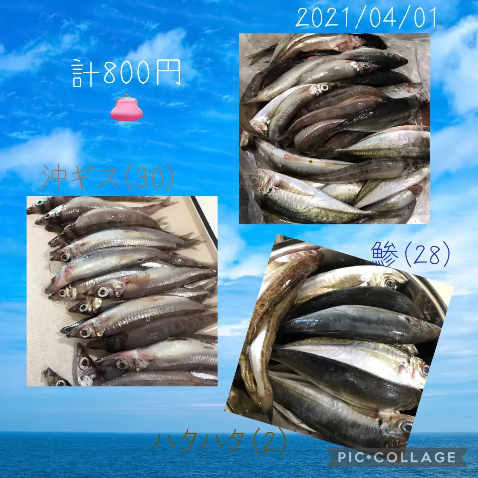 #お魚🐟🐠🐡詰め放題#800円👛|みすてりあすゆっこさん