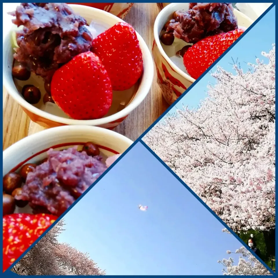 今日のおやつ🍓と散り行く桜🌸(4/1)|海猫さん