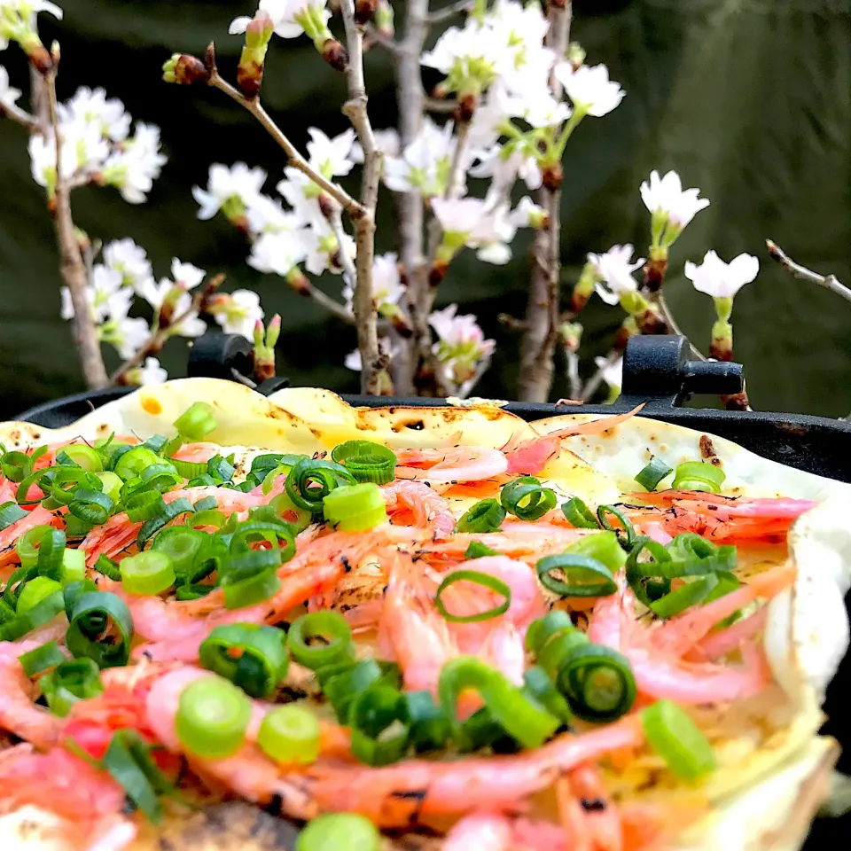 お花見🌸庭キャン🏕ホットサンドメーカーで餃子の皮を使った桜エビの餅ピザ|ジョニーさん