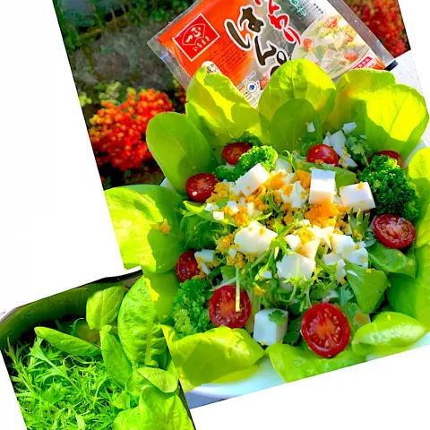 「ふんわりはんぺん」を使ってみたSnapdishの料理・レシピ写真:はんぺんの一正　ミモザサラダ🥗