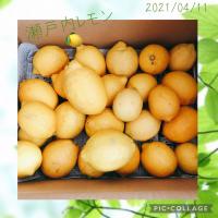 #瀬戸内レモン🍋お取り寄せ