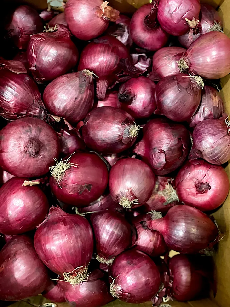 red onions|hweeyhさん