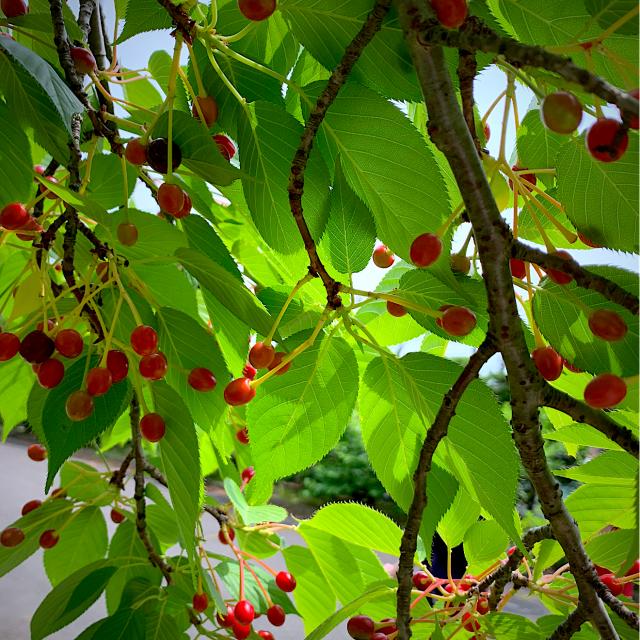 さくらんぼ赤い実を愛でる オオシマザクラ桜餅の葉 シュトママ Snapdish スナップディッシュ Id 9cwbga