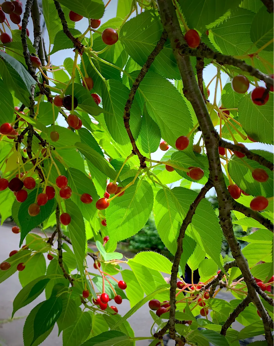 さくらんぼ⁉️赤い実を愛でる　オオシマザクラ桜餅の葉|シュトママさん