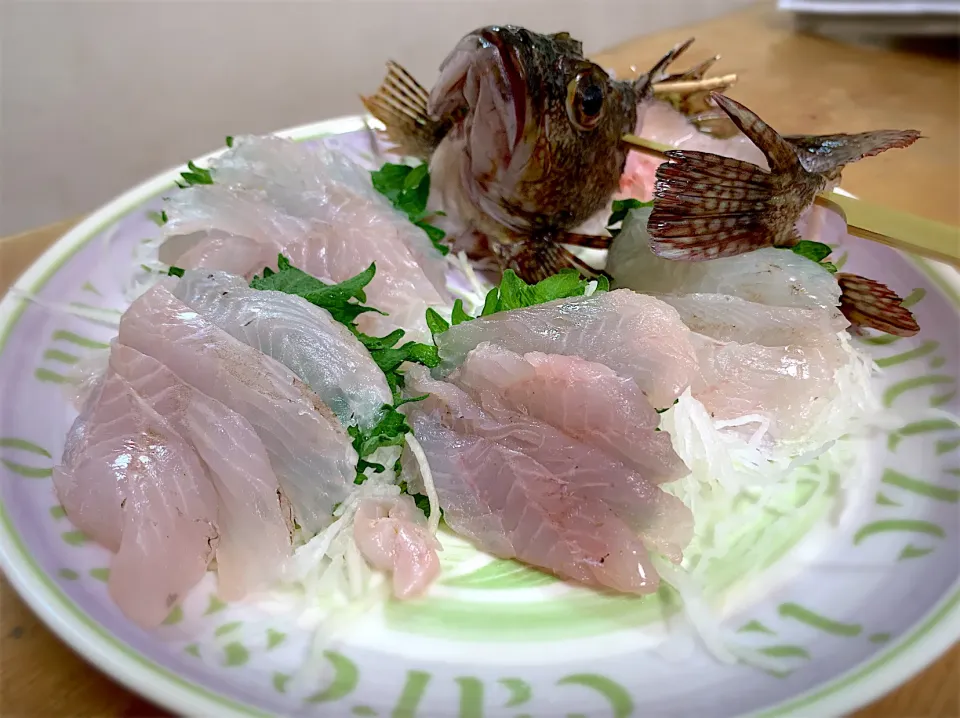 新鮮釣りたてカサゴ姿造り|やまひろさん